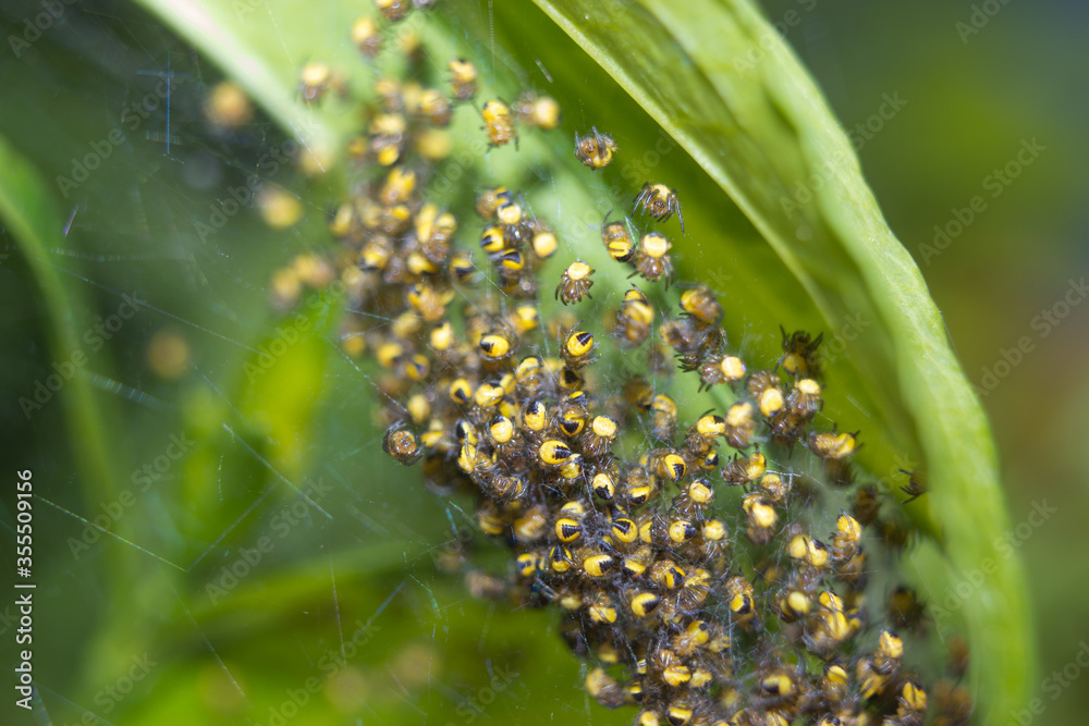Naklejka premium Spider nest with small yellow garden spiders