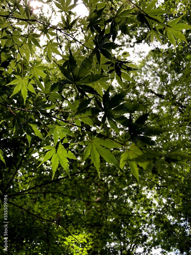 Obraz premium green maple leaves