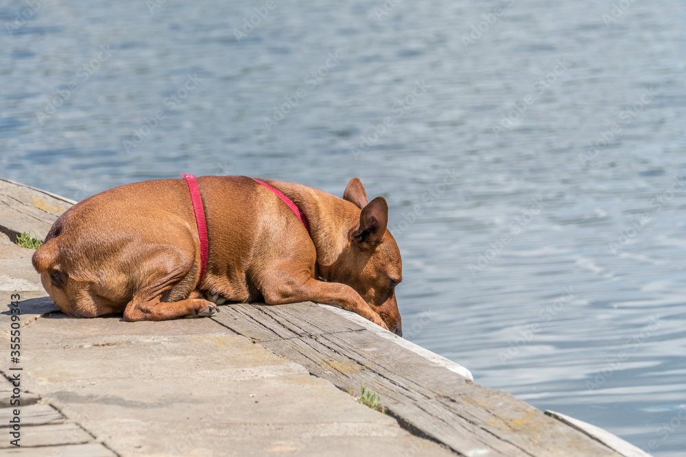 Red-haired dog on the pier watching the water in the lake on a summer day