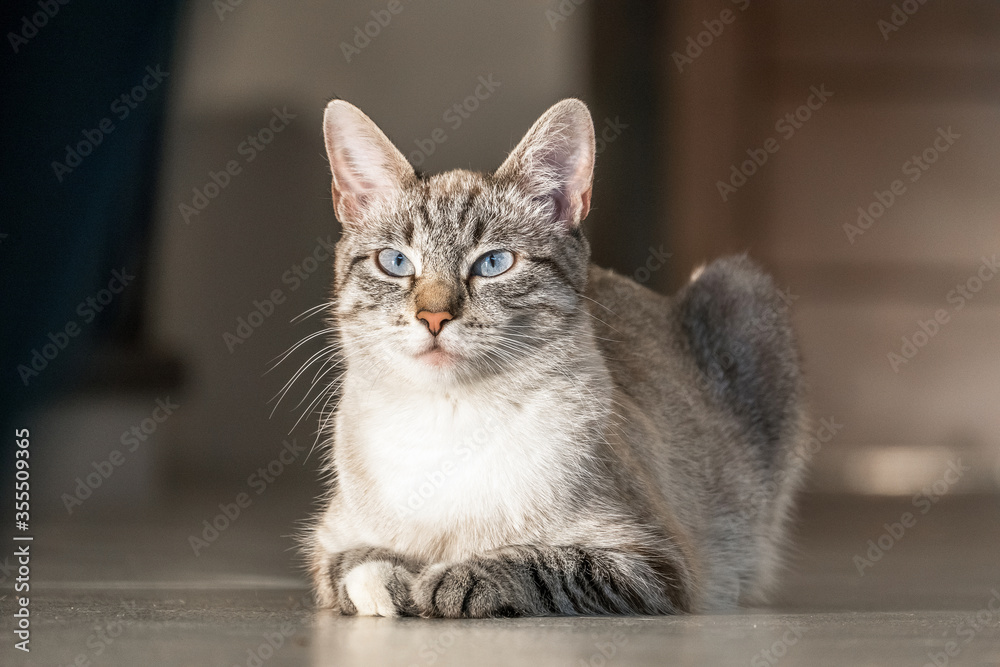 One adult gray cat with blue eyes lies on the floor in the house under the rays of the sun, and awaits evening feeding.