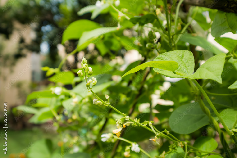 Spring bean blossoms in a home garden