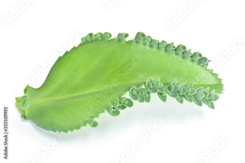 Kalanchoe pinnata green leave isolated on white background. This has clipping path. photo