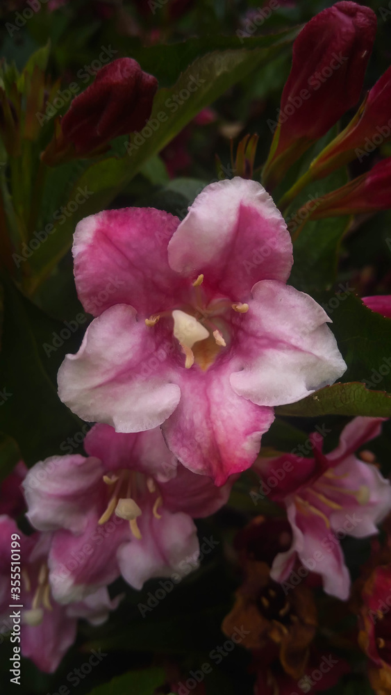 Close-up of a white pink weigela flower in the garden at spring time. Close-up of a white pink weigela flower in the garden at spring time.