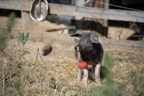 Glückliches Schwein auf dem Land