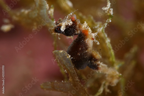 Pontoh's pygmy seahorse (Hippocampus pontohi). Underwater macro photography from Romblon, Philippines © Oksana