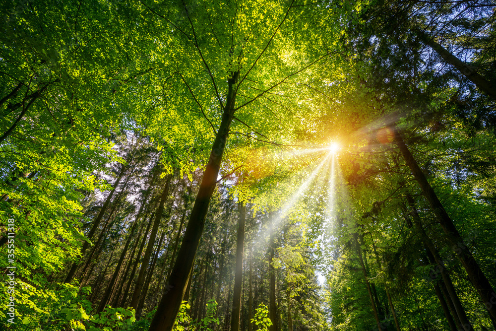 Obraz premium Silent Forest in spring with beautiful bright sun rays