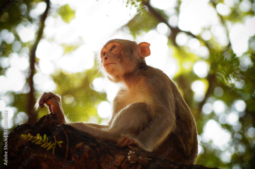 Fototapeta premium Monkey sitting on the branch