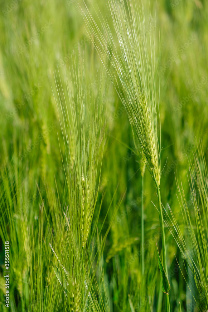 Ears of rye on a background of rye field at the golden hour in Ukraine. Copy space. Vertical image. Ears of rye on a background of rye field at the golden hour in Ukraine. Copy space. Vertical image.