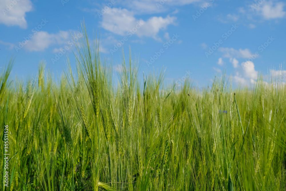 Rye field on a background of blue sky at golden hour in Ukraine. Copy space. Rye field on a background of blue sky at golden hour in Ukraine. Copy space.
