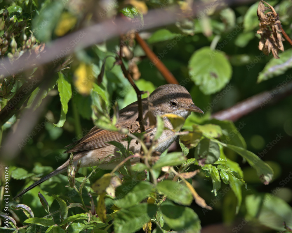 Common whitethroat,Sylvia communis Common whitethroat,Sylvia communis