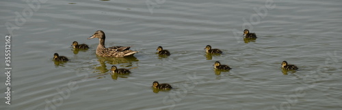 female mallard duck and her babies