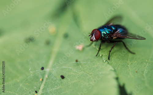 Obraz na płótnie fly on leaf