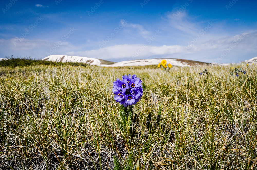Obraz premium sky pilot blooming in spring