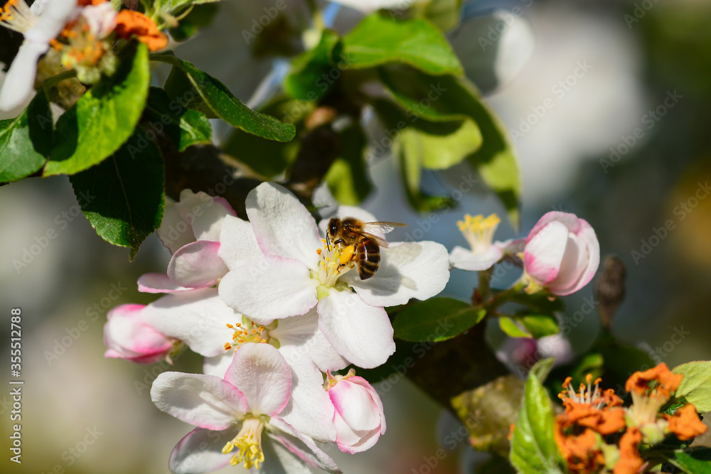 Obraz premium Abeille autour du pommier