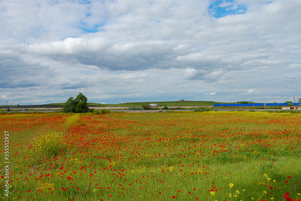 landscape with green meadow with poppies in Toledo. Castilla-La Mancha. Spain.
