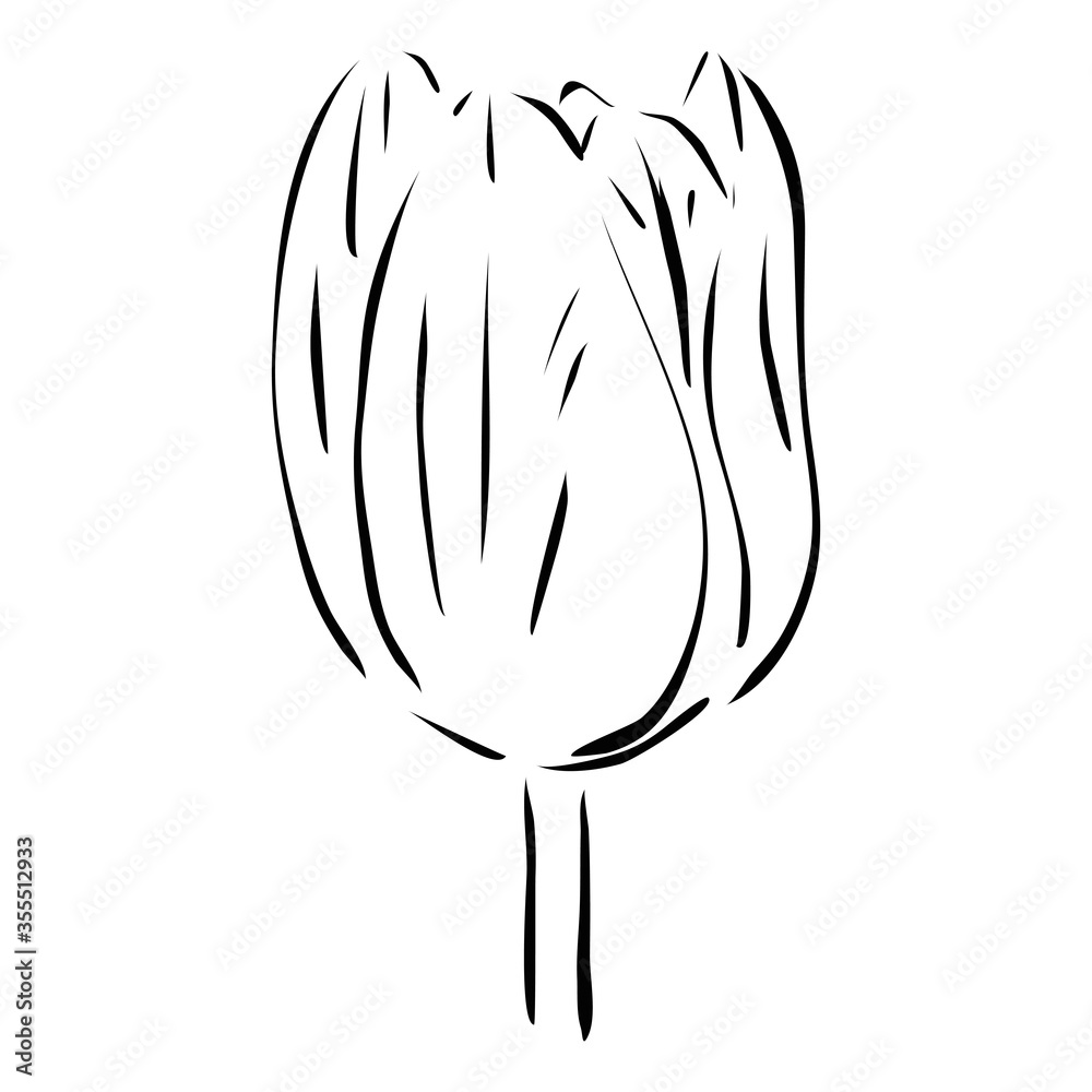 Tulip flower. Hand drawn vector illustration in line art style, isolated on a white background. Tulip flower. Hand drawn vector illustration in line art style, isolated on a white background.