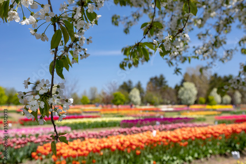 Cherry blossoms with a field of vibrant tulips in the background
