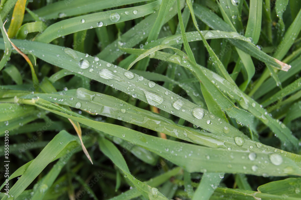 green leaves wet with raindrops close up view green leaves wet with raindrops close up view