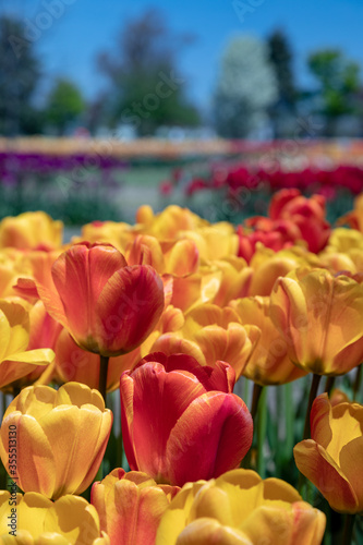 Vibrant Tulips in bloom at Holland Michigan in Springtime