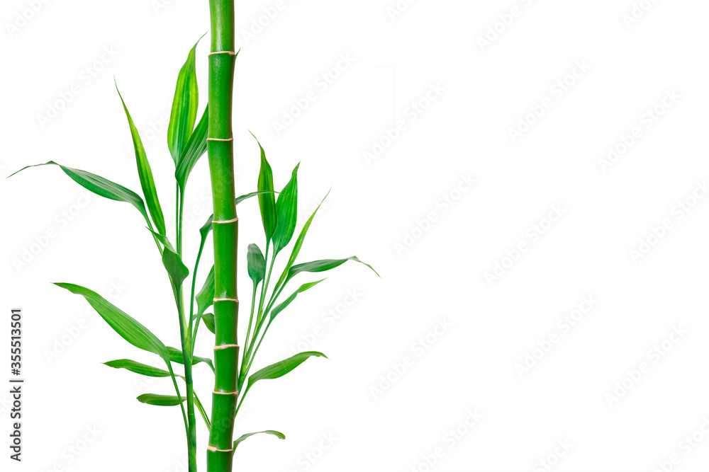 Obraz premium Bamboo with place for text. Background for banner, poster and web