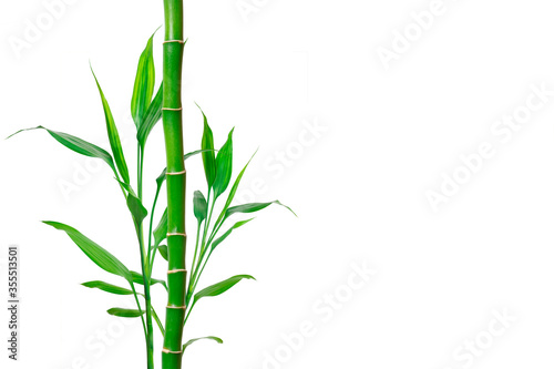Bamboo with place for text. Background for banner  poster and web