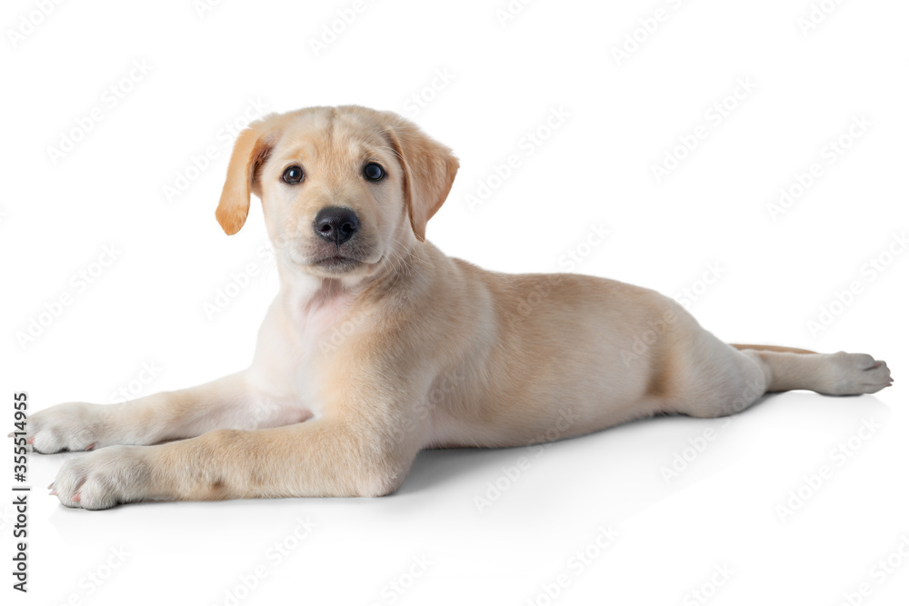 Puppy Labrador Retriever dog laying and practice patience while training- isolated on white background Puppy Labrador Retriever dog laying and practice patience while training- isolated on white background