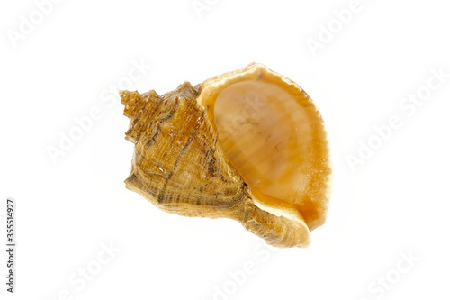 Large and beautiful sea shell on a white background