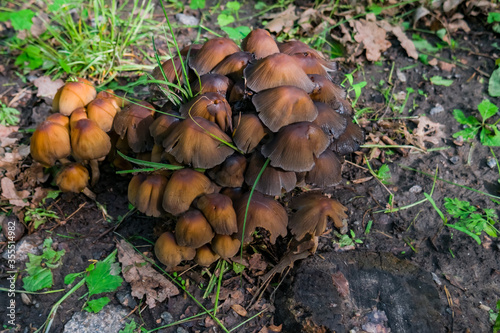 Coprinellus micaceus orange brown mushrooms near stump in greeenwood