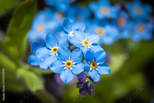 At the end of may, blue forget-me-nots bloomed brightly in the courtyards of Kronstadt.