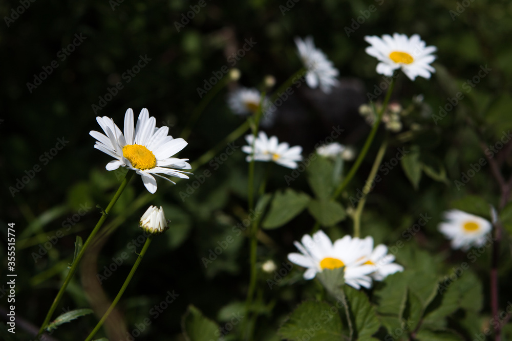 Large daisy like flowers in a UK woodland. Large daisy like flowers in a UK woodland.