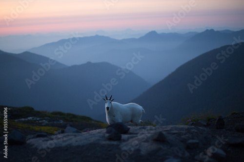 A white rocky mountain goat at Mt. Baker-Snoqualmie National Forest during blue hour
