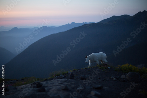 A white rocky mountain goat at Mt. Baker-Snoqualmie National Forest during blue hour