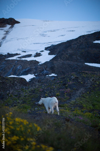 A white rocky mountain goat at Mt. Baker-Snoqualmie National Forest near snow melt. 