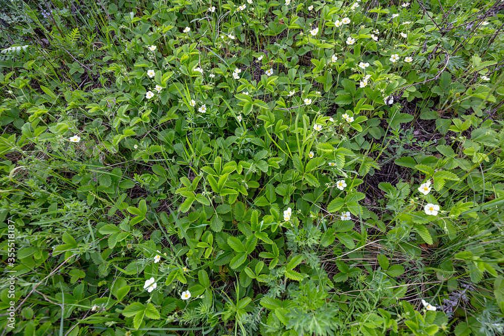 Top view to a flowering bushes of wild strawberries in the meadow Top view to a flowering bushes of wild strawberries in the meadow