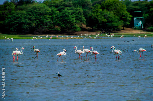 Flamingos in Thol lake