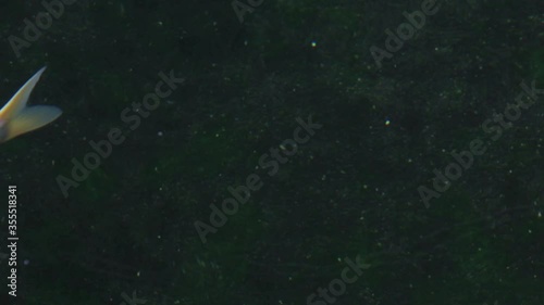 Fish Koi, Fancy carp swimming in a pond