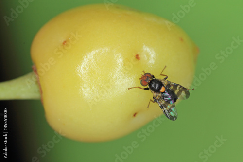 Rhagoletis cerasi is a species of tephritid fruit fly known by the common name cherry fruit fly. It is a major pest of cherry crops in Europe. photo