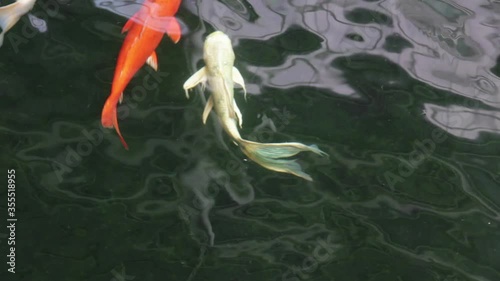 Fish Koi, Fancy carp swimming in a pond