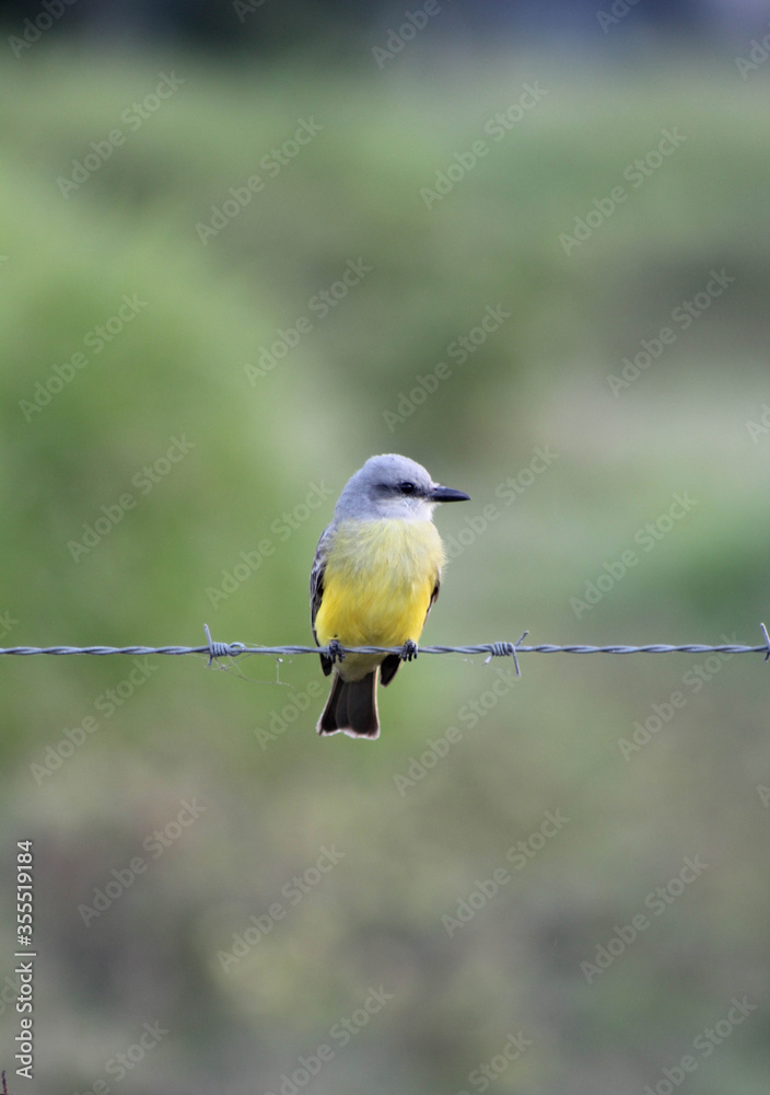 Fototapeta premium AVES en naturaleza 