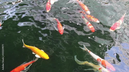 Fish Koi, Fancy carp swimming in a pond