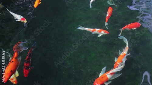 Fish Koi, Fancy carp swimming in a pond