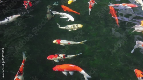 Fish Koi, Fancy carp swimming in a pond
