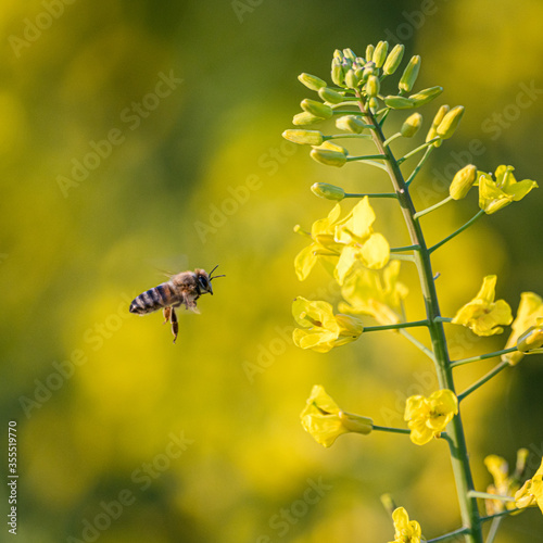 The flying honey bee and rape flowers blooming in spring