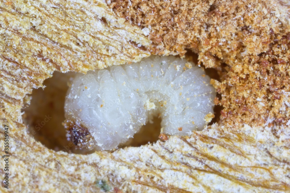 Larva of Scolytus mali - larger shothole borer (other names apple bark ...