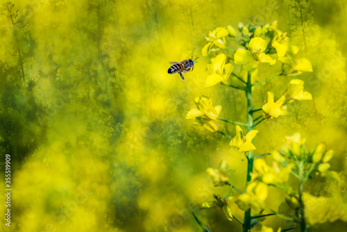 The flying honey bee and rape flowers blooming in spring © Peter Ruijs