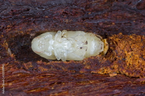 Obraz na plátně Pupa of Scolytus mali - larger shothole borer (other names apple bark beetle and large fruit bark beetle of bark beetle in the family Curculionidae (subfamily Scolytinae) a pest of many fruit trees