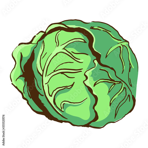 head of cabbage vector sketch. Hand drawn colour illustration isolated