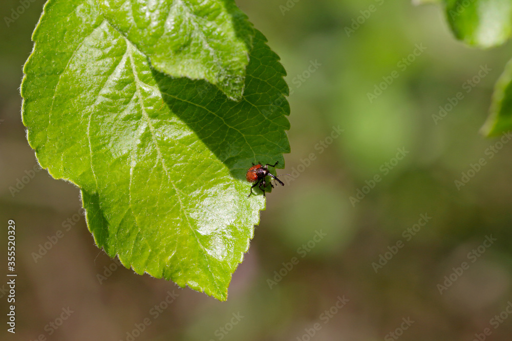 Peach weevil (Rhynchites bacchus) on the apple leaf. This insect is a common pest in orchards. Peach weevil (Rhynchites bacchus) on the apple leaf. This insect is a common pest in orchards.