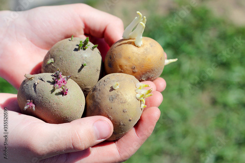 sprouted potatoes with sprouts. Sprouts appeared on a potato tuber. prepared potatoes for planting in the ground photo