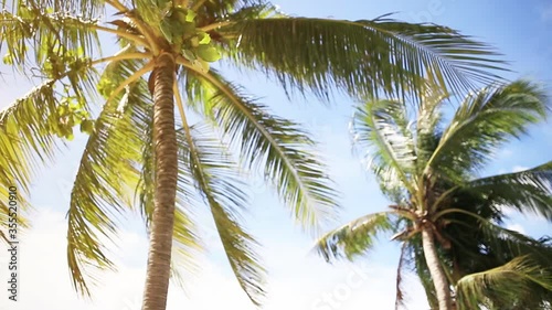 Coconut leaves blown by the wind at the beach area in southern Thailand